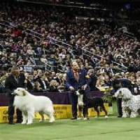 愛犬の日：盲導犬・聴導犬・警察犬