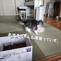 野菜・ランチ