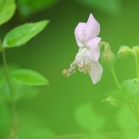 植栽の花　ダルマチクムフウロ（洋花）