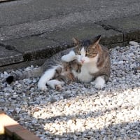 散歩道のニャン