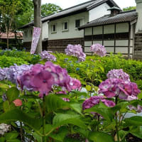 郷土の森、紫陽花景。