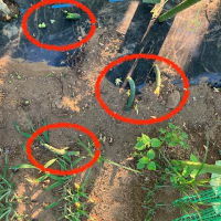キュウリ・ナスがカラスに