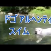 ドゴのスイムをご覧ください。白い犬