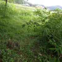 やっとタラの木の始末が