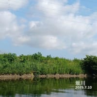 坂川(7月10日)異常水温か？釣行!