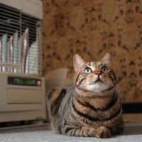 ストーブと猫