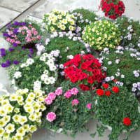 いよいよ花壇に引っ越しかな