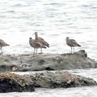 06/28探鳥記録写真：２０２５年4月に出会った鳥たち②