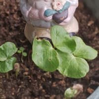 水無月十日。棉の双葉も六つになって