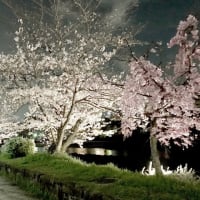 京都の桜はきれいです。