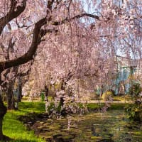 桜花に誘われて、大学キャンパス内での枝垂れ桜　（４月）