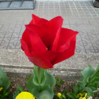 エンドウの花は赤紫