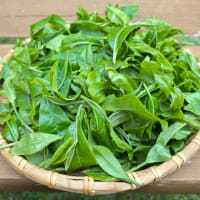 レンジで煎茶を作ってみた🍵