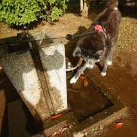 水遊びしたいわー
