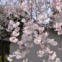 花井寺（かせいじ）のしだれ桜～大月市（回想）