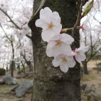 2013 桜の季節