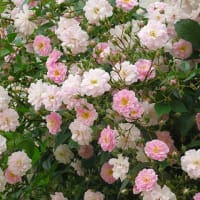 薔薇がいっぱい咲いたょ。
