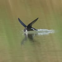 ハリオアマツバメさん無性に逢いたくて! その2