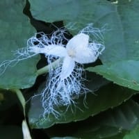自然は不思議です　～カラスウリの雄花と雌花～