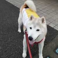 犬と母と私　秩父
