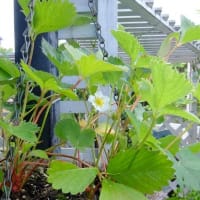 ６月のソーイング～＆いちご苗♪（＾ー＾*