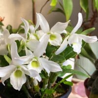 満開になったランの花