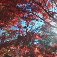 紅葉🍁が進んで来ました❗☺️
