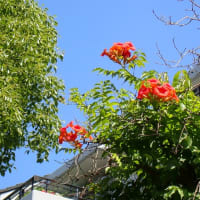 ノウゼンカズラとテッポウユリ