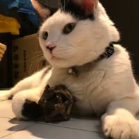 草刈りの記録