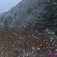 高野町
