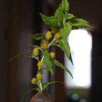 柳虎の尾（ヤナギトラノオ）