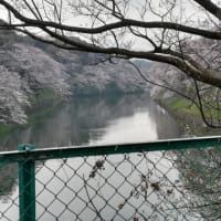 今年もみにゆこうかなぁぁぁ