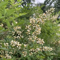 南天の花