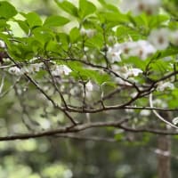 梅雨入り前に