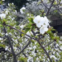 まだまだ咲いています・桜
