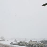朝から雪が降っています