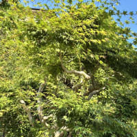 庭の植木剪定が続きます。