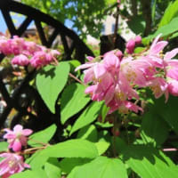 イチハツの花