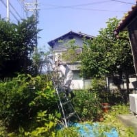 天候不順によって作業日程は順延送りにやっと動いた庭木伐採作業
