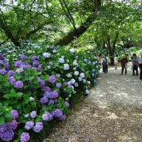 矢田寺のアジサイ