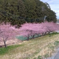 長寿祭　かんなみ桜ウオーキングラリー
