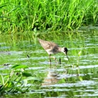 水の溜まった草の多い田んぼに、タカブシギ。