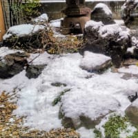 初雪