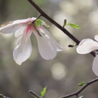 高ボッチ高原・鉢伏山で最近咲いている花　コブシ（辛夷）