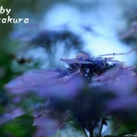 荒れむ