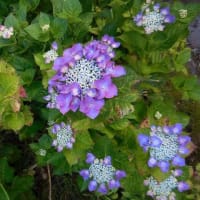 庭の花