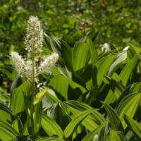 乗鞍岳、畳平の高山植物