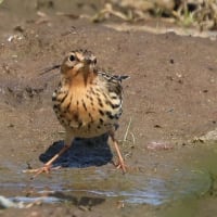 ムネアカタヒバリ（胸赤田雲雀）