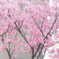桜咲くSBSspring