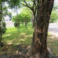 白鷺公園・続き